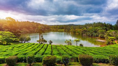 Mauritius Adası 'ndaki en büyük çay tarlalarında Bois Cheri gölü. Mauritius 'un popüler çay çiftliğinin panoraması, Bois Cheri, harika bir yaz gününde..