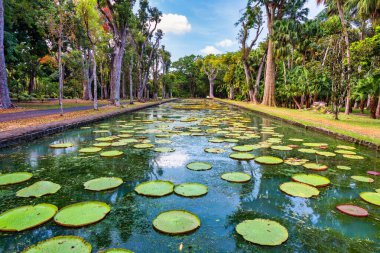 Sör Seewoosagur Ramgoolam Botanik Bahçesi, Victoria Amazonica Dev Su Zambakları ile dolu gölet, Mauritius. Ünlü Sör Seewoosagur Ramgoolam Botanik Bahçesi, Mauritius
