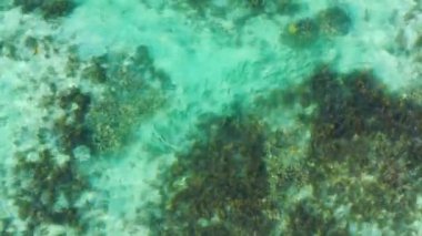 Mauritius Adası Hint Okyanusu 'ndaki tropikal deniz suyunda yüzen balık bankası. Hint Okyanusu 'nun sığ sularında yüzen bir balık kumsalını takip ediyoruz. Mauritius Adası..