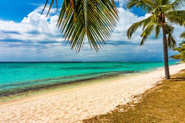 Mauritius 'taki tropik Le Morne plajında palmiye ağaçları. Mauritius, Le Morne plajındaki tropik tatil geçmişi. Mauritius adasındaki cennet kumsalı, palmiye ağaçları, beyaz kum, gök mavisi suyu..