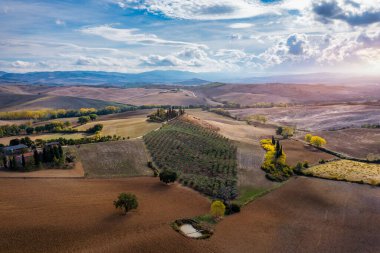 Hills, olive gardens and small vineyard under rays of morning sun, Italy, Tuscany. Famous Tuscany landscape with curved road and cypress, Italy, Europe