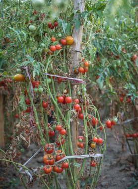 Organik domates bir sera. Bahçe taze kırmızı olgun domates asma üzerinde. Bahçe yakın çekim içinde büyüyen lezzetli taze domates. Sığ derinlik-in tarla. Seçici odak.