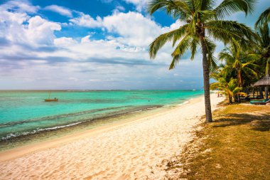 Mauritius 'taki tropik Le Morne plajında palmiye ağaçları. Mauritius, Le Morne plajındaki tropik tatil geçmişi. Mauritius adasındaki cennet kumsalı, palmiye ağaçları, beyaz kum, gök mavisi suyu..