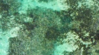 Mauritius Adası Hint Okyanusu 'ndaki tropikal deniz suyunda yüzen balık bankası. Hint Okyanusu 'nun sığ sularında yüzen bir balık kumsalını takip ediyoruz. Mauritius Adası..