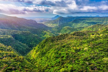 Mauritius, Chamarel yakınlarındaki Black River Gorge Ulusal Parkı 'na bakın. Mauritius 'taki Black River Gorges Ulusal Parkı. Park, adanın kalan yağmur ormanlarının çoğunu koruyor..
