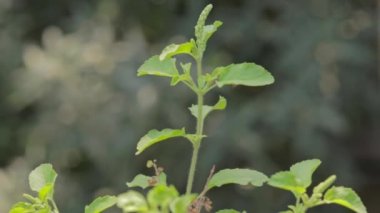 Kutsal Basil ya da Tulsi, Hindistan 'ın şifalı kutsal bitkisi..