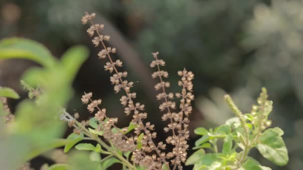 神圣的Basil或Tulsi 印度的神圣药用植物 — 图库视频影像