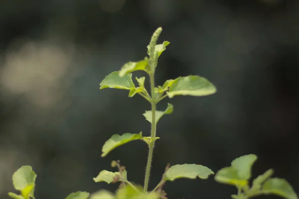 Kutsal Basil ya da Tulsi, Hindistan 'ın şifalı kutsal bitkisi..