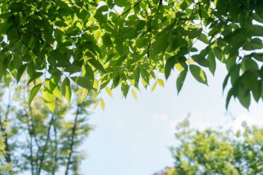 Güneşli bir gökyüzü Ağaçtaki yeşil yaprakların arkasını görüyor