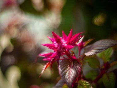 Bahçede seçici bir kırmızı celosia odak noktası (celosia argentea).