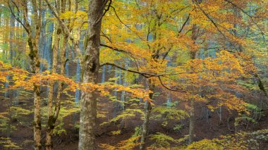 Sonbaharda ormandaki renkli, sık ağaçların manzarası