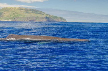 Corvo Adası 'ndaki mavi suyun yüzeyinde gösteriş yapan bir sperm balinasının güzel bir görüntüsü.