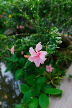 Pembe bir Hibiscus 'un dikey seçici odağı çalılar bulanık arkaplanlı
