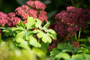 Bahçede yeşil aksanlı güzel kırmızımsı pembe Orp bitkisinin yakın çekimi.