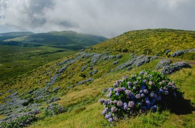 Flores Adası 'nda bulutlu gökyüzünün altında yeşil bir uçurumda büyüyen güzel bir çiçek yığını manzarası.