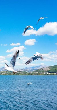 Mavi bulutlu gökyüzünün altında gölün üzerinde uçan martıların dikey hali.