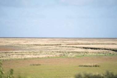 Hollanda 'da mavi gökyüzünün altında büyük bir kırsal alan.