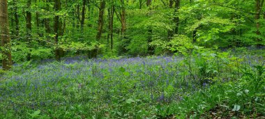 Gün boyunca ağaçlarla dolu bir ormanda güzel bir patika görüntüsü.