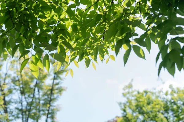 Güneşli Bir Gökyüzü Ağaçtaki Yeşil Yaprakların Arkasını Görüyor — Stok fotoğraf