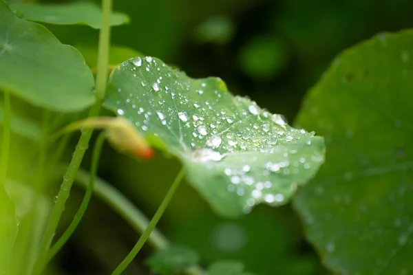 庭に水滴のある大きな緑の葉の閉鎖 — ストック写真