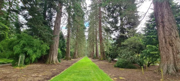 Beautiful Shot Pathway Forest Full Tall Trees Day — Stock Photo, Image