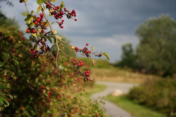 Selective Focus Branch Ripe Hawthorn Dusty Path Trees Gloomy Cloudy — Stock Photo, Image