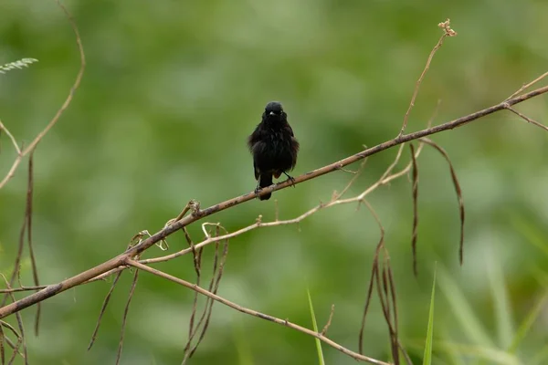 Płytkie Ujęcie Czarnego Ptaka Siedzącego Gałęzi — Zdjęcie stockowe