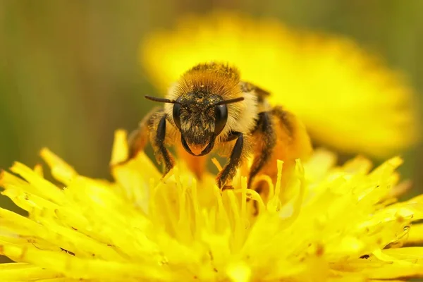 Zbliżenie Ujęcie Pantaloon Pszczoła Żółtym Kwiecie Odizolowanym Rozmytym Tle — Zdjęcie stockowe