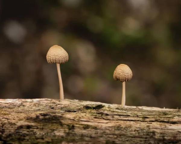 Shallow Focus Two Mushrooms Growing Tree Trunk — Stock Photo, Image
