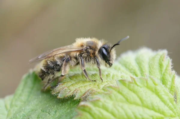 Ένα Κοντινό Πλάνο Μιας Θηλυκής Μικρής Μέλισσας Ένα Κήπο — Φωτογραφία Αρχείου