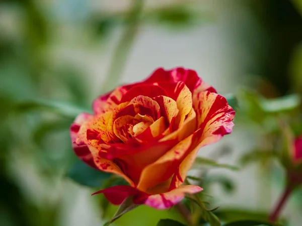 Ένα Όμορφο Κόκκινο Και Κίτρινο Τριαντάφυλλο Στον Κήπο — Φωτογραφία Αρχείου