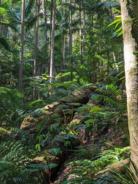 Vertikální Záběr Tropického Lesa Zelenou Vegetací — Stock fotografie