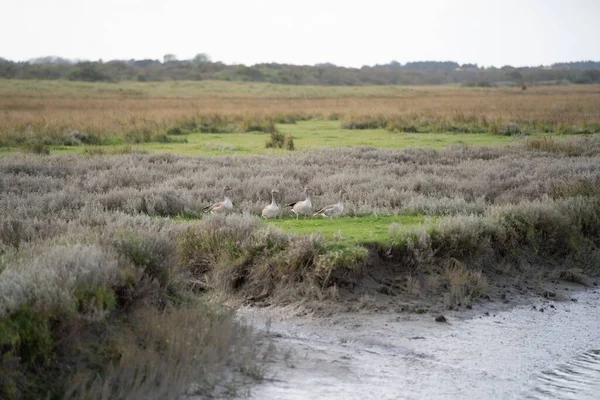 Schöne Aufnahme Eines Ländlichen Graslandes Mit Einem Fließenden Bach Den — Stockfoto