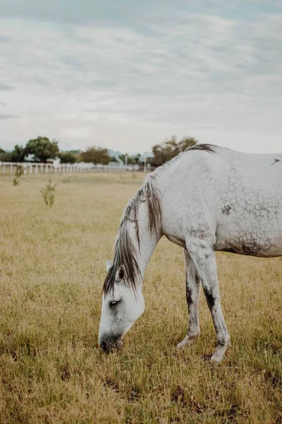 白马在田野里吃草的一种选择 — 图库照片