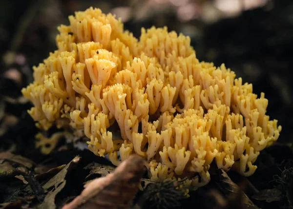 森の中で成長している新鮮な黄色の茎の閉鎖 — ストック写真
