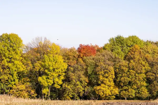 Renkli Ağaçlarla Dolu Bir Sonbahar Ormanı — Stok fotoğraf