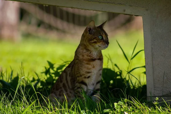 Primer Plano Gato Bengala Sentado Sombra —  Fotos de Stock