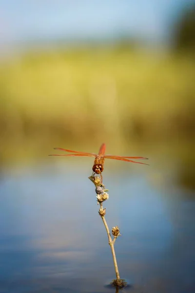 Detailní Červená Vážky Rostlině Vodě Anisoptera — Stock fotografie