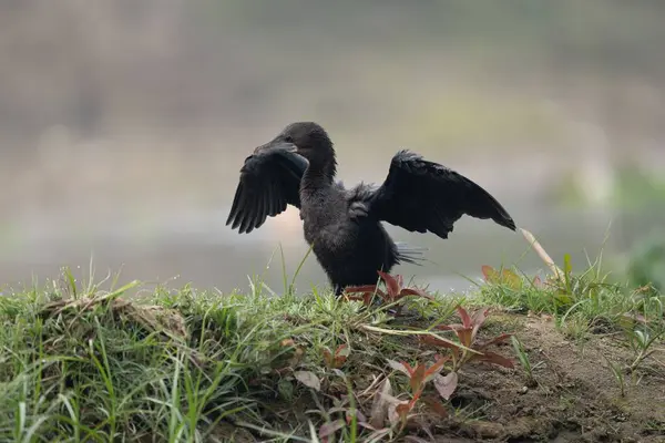 Petit Cormoran Noir Sur Sol Herbeux — Photo