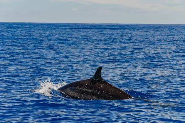 Uma Bela Foto Golfinho Mostrando Superfície Água Azul Ilha Corvo — Fotografia de Stock