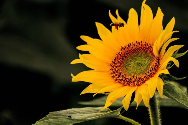 Eine Biene Fliegt Über Eine Sonnenblume Mit Blättern Hintergrund — Stockfoto