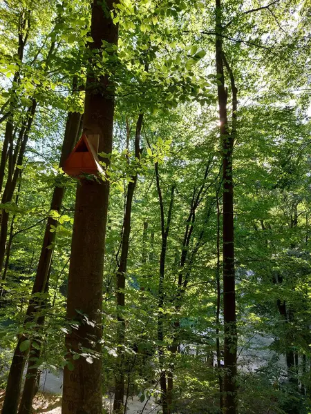 在森林里的一棵大树上鸟屋的垂直镜头 — 图库照片
