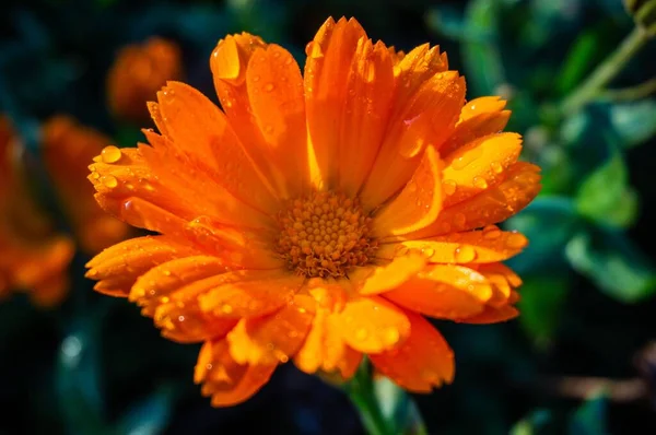 Primer Plano Una Flor Caléndula Maceta Naranja Floreciente —  Fotos de Stock