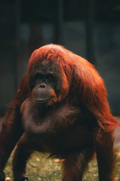 Vertikální Záběr Orangutana Zajetí — Stock fotografie