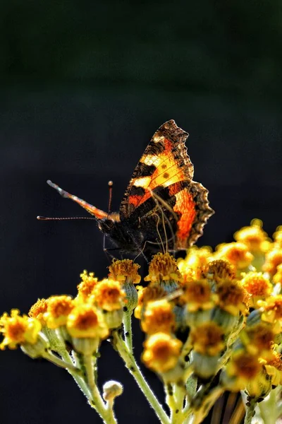 Sebuah Gambar Vertikal Dari Kura Kura Kecil Pada Bunga Kuning — Stok Foto