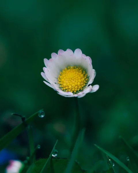 Eine Vertikale Selektive Fokusaufnahme Eines Kleinen Blühenden Wilden Gänseblümchens — Stockfoto