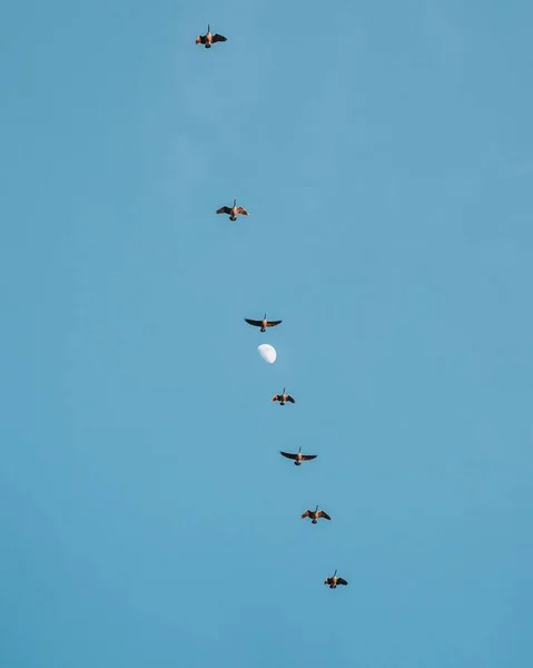 Μια Σειρά Από Πουλιά Που Πετούν Καθαρό Γαλάζιο Ουρανό Λευκό — Φωτογραφία Αρχείου