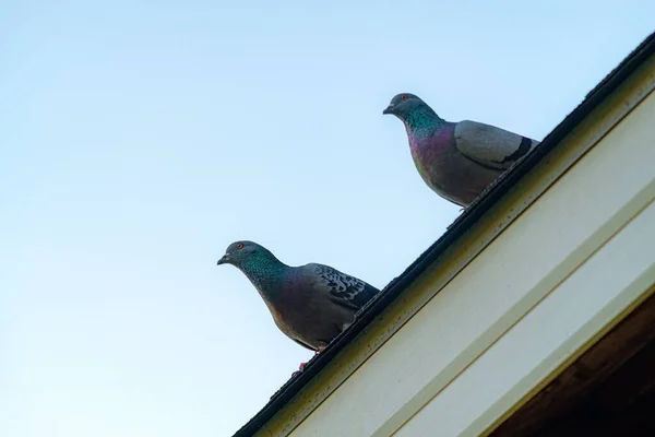 Angle Bas Deux Pigeons Debout Sur Toit Avec Fond Ciel — Photo