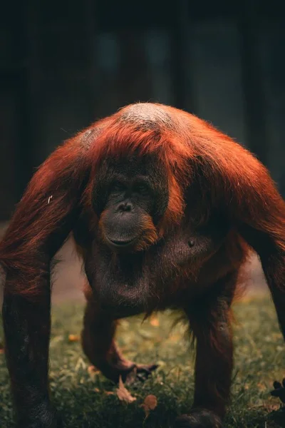 Tiro Vertical Orangotango Cativeiro — Fotografia de Stock