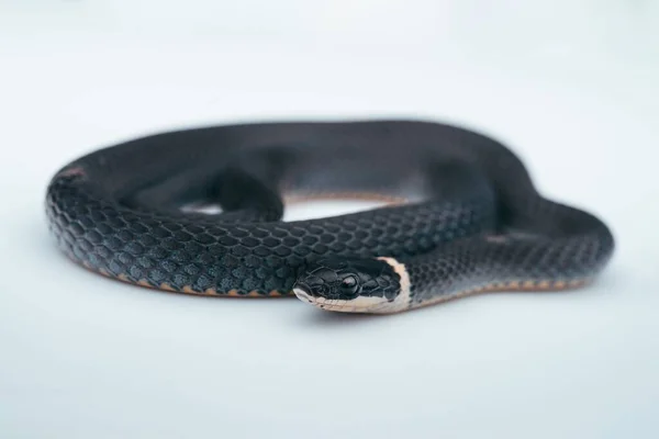 Macro Ring Necked Snake — Stock Photo, Image